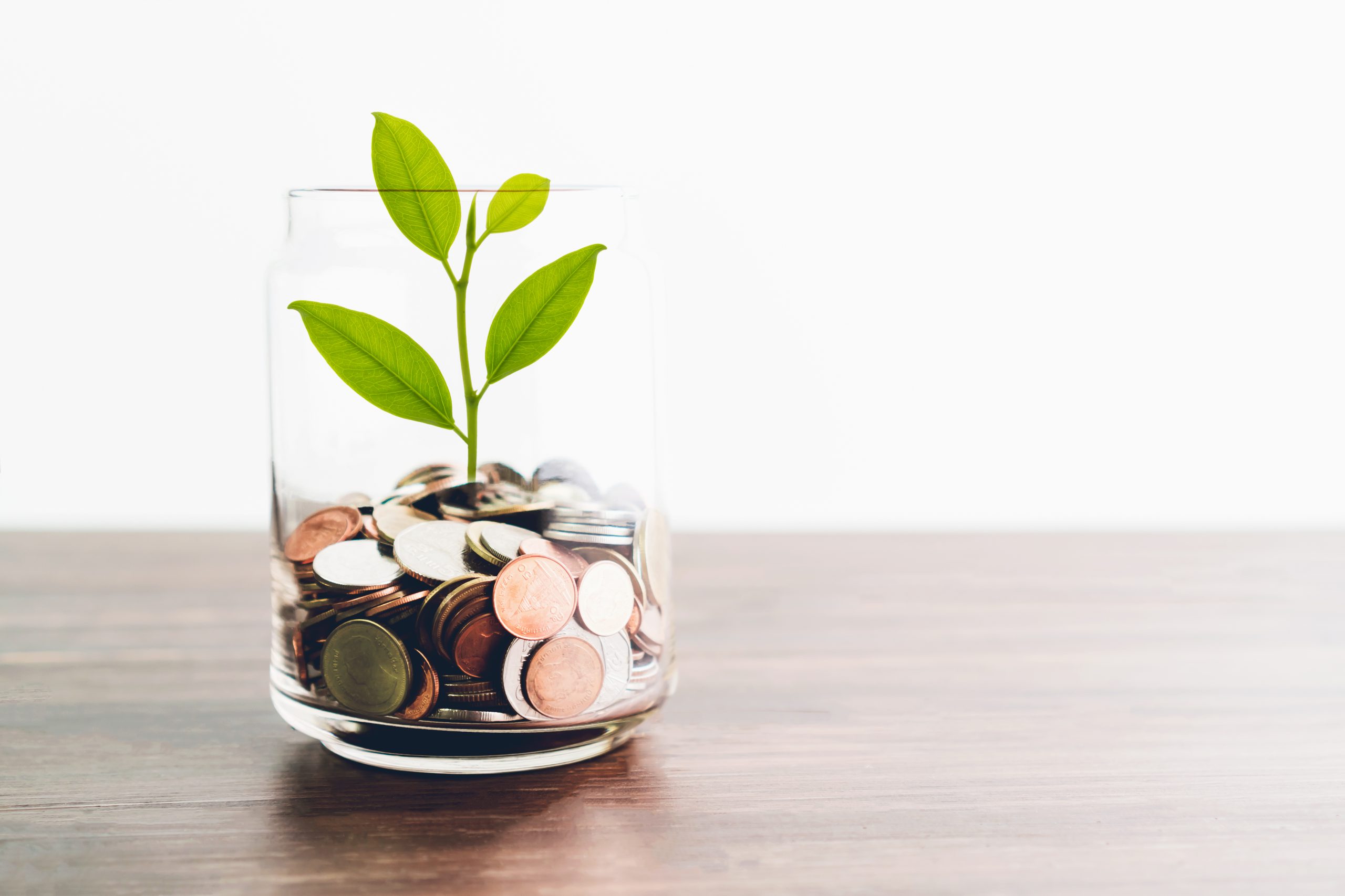 moneyplant